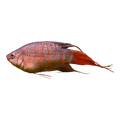 Paradise Fish