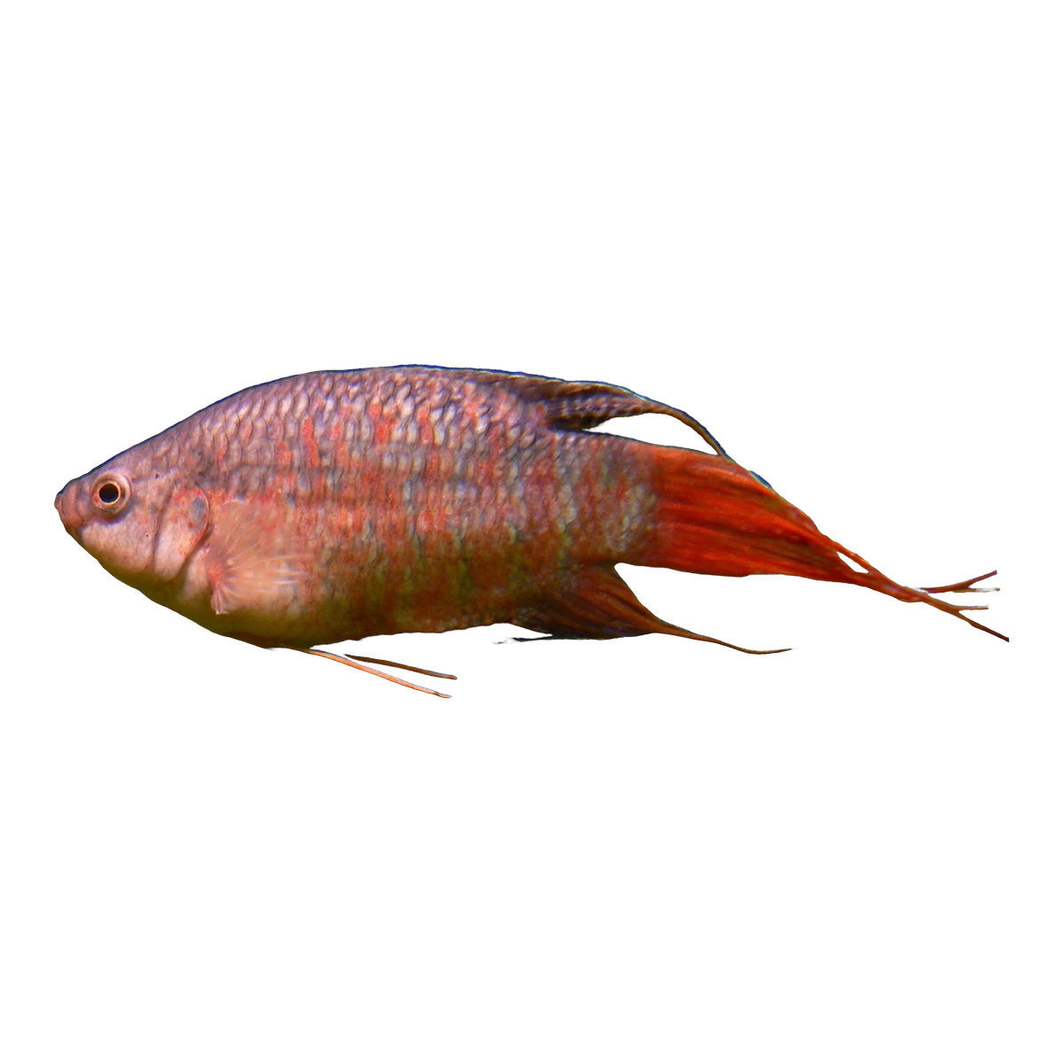 Paradise Fish