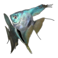 Paraiba Angelfish