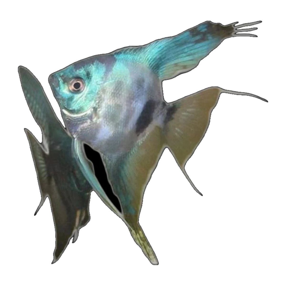 Paraiba Angelfish