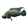 Paratilapia polleni | Paratilapia polleni