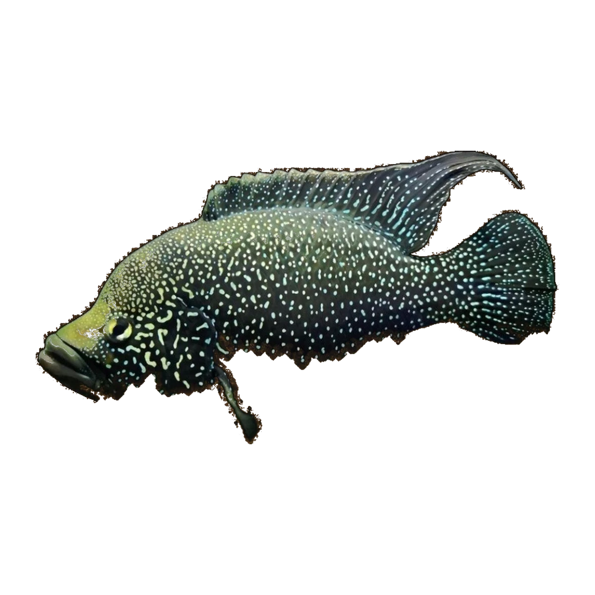 Paratilapia polleni | Paratilapia polleni