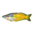 Parkinson's Rainbowfish