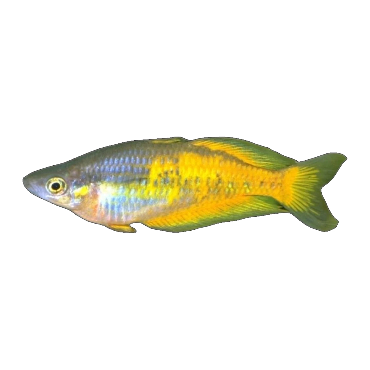 Parkinson's Rainbowfish