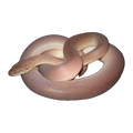 Patternless Childrens Python Adult | Antaresia childreni