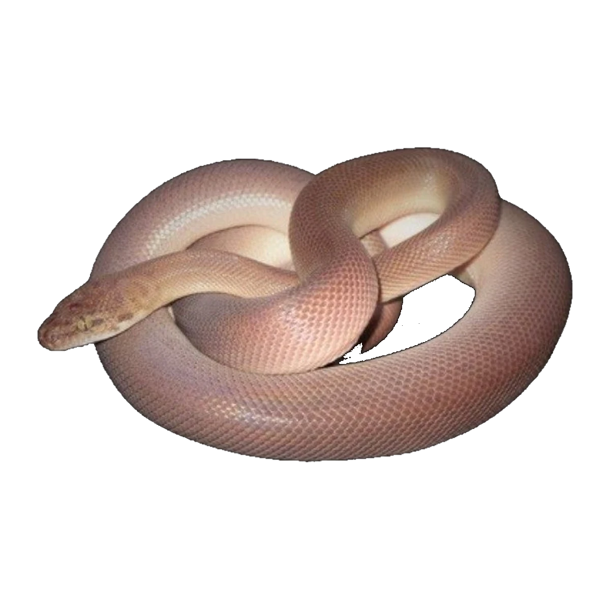 Patternless Childrens Python Adult | Antaresia childreni