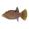 Peacock Pufferfish | Canthigaster margaritata