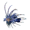 Peacock Volitan Lionfish | Pterois volitans
