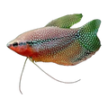 Pearl Gourami
