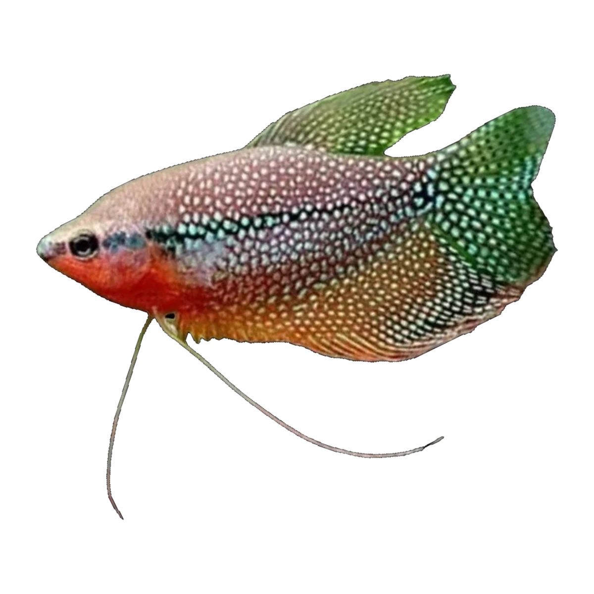 Pearl Gourami