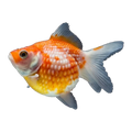 Pearlscale Goldfish