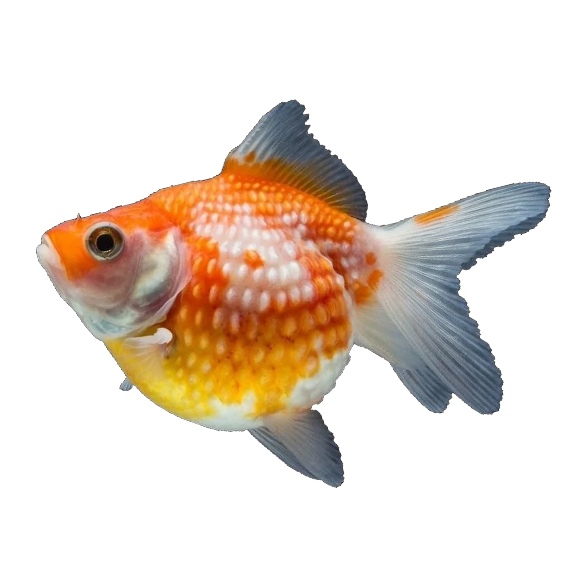 Pearlscale Goldfish