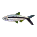 Penguin Tetra