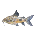 Pepper Corydoras | Hoplisoma paleatum