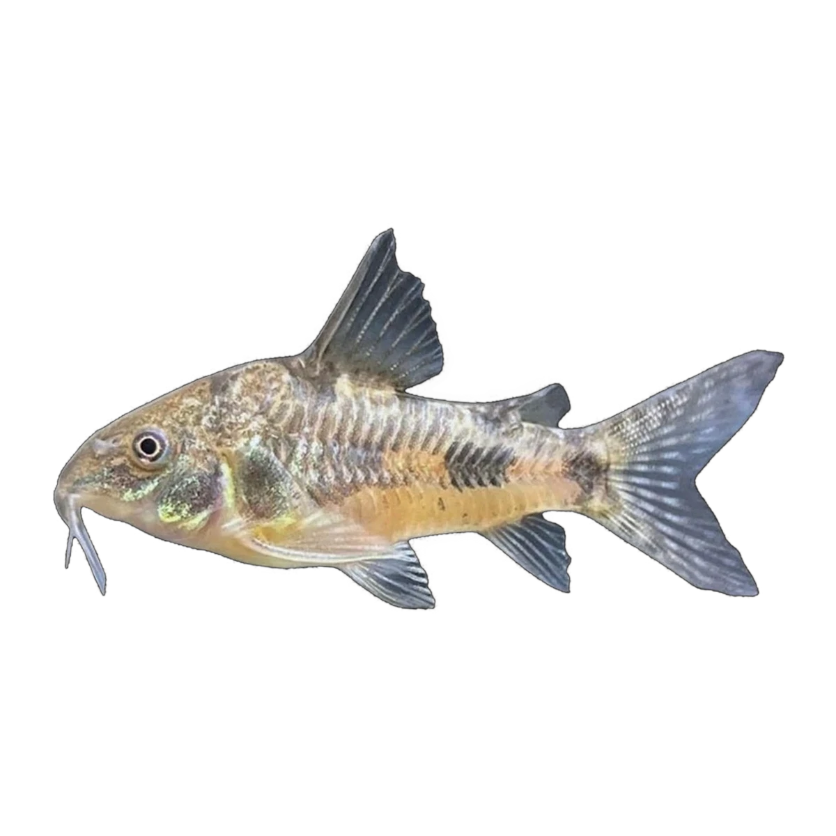 Pepper Corydoras | Hoplisoma paleatum