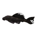 Peppermint Bristlenose | Ancistrus sp. L181