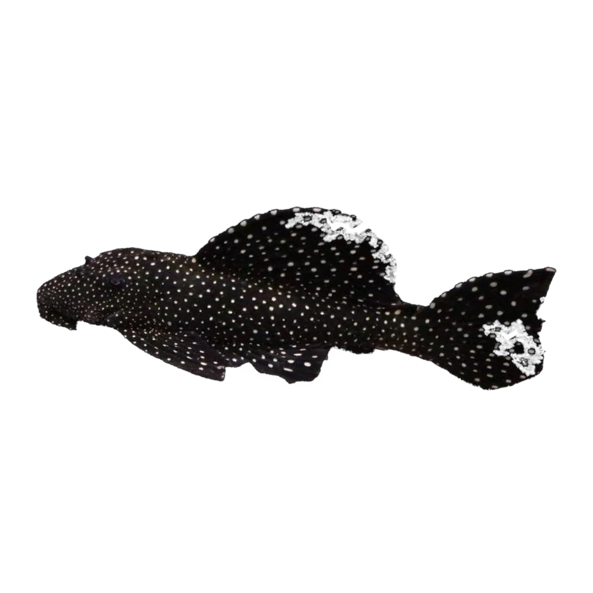 Peppermint Bristlenose | Ancistrus sp. L181