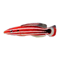 Peppermint Hogfish | Bodianus sepiacaudus