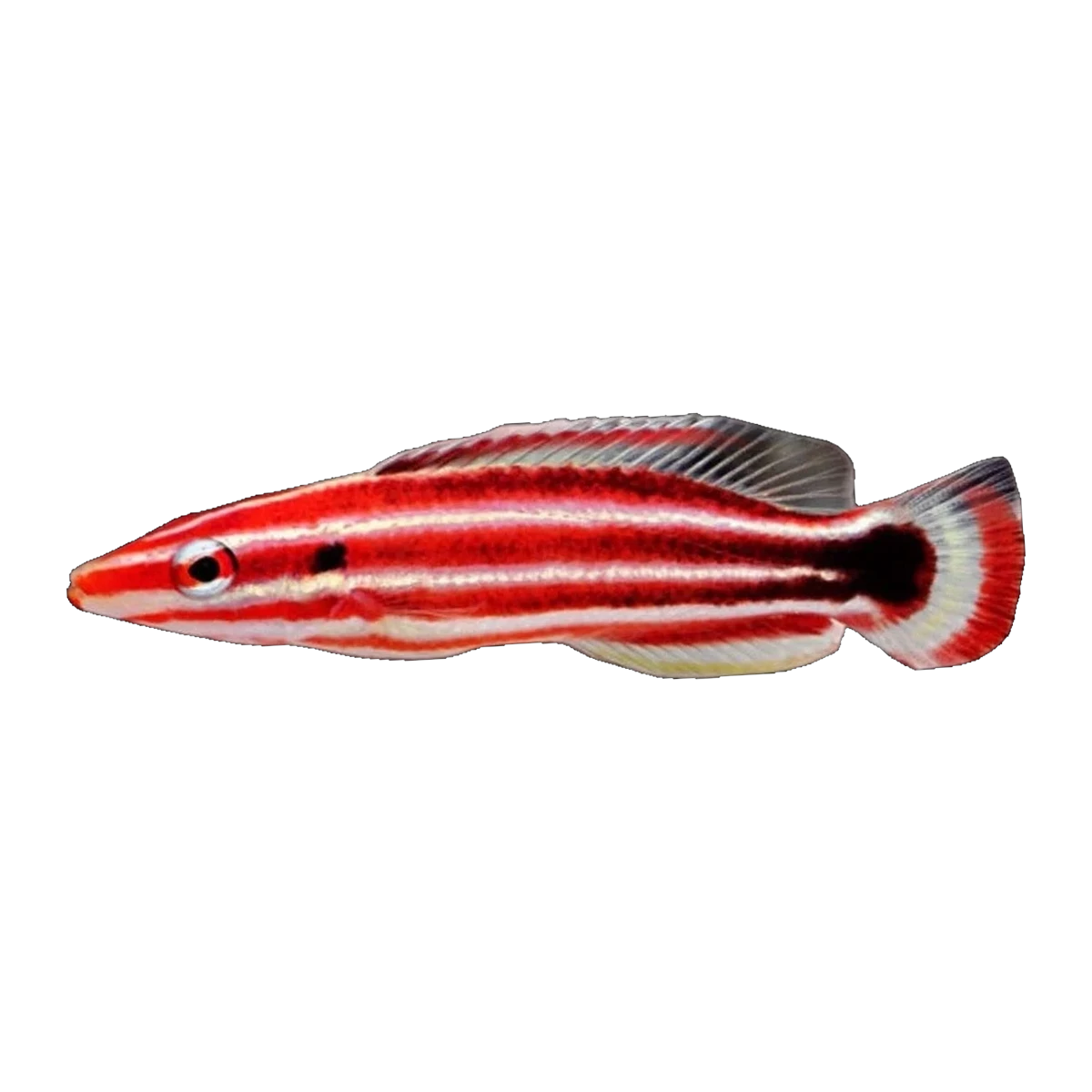 Peppermint Hogfish | Bodianus sepiacaudus