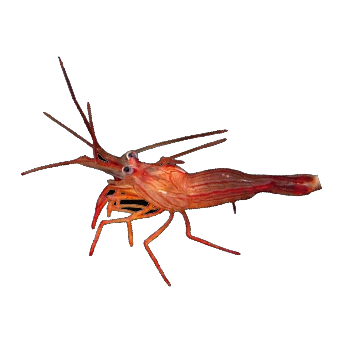Peppermint Shrimp | Lysmata wurdemanni