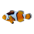 Percula Clownfish | Amphiprion percula
