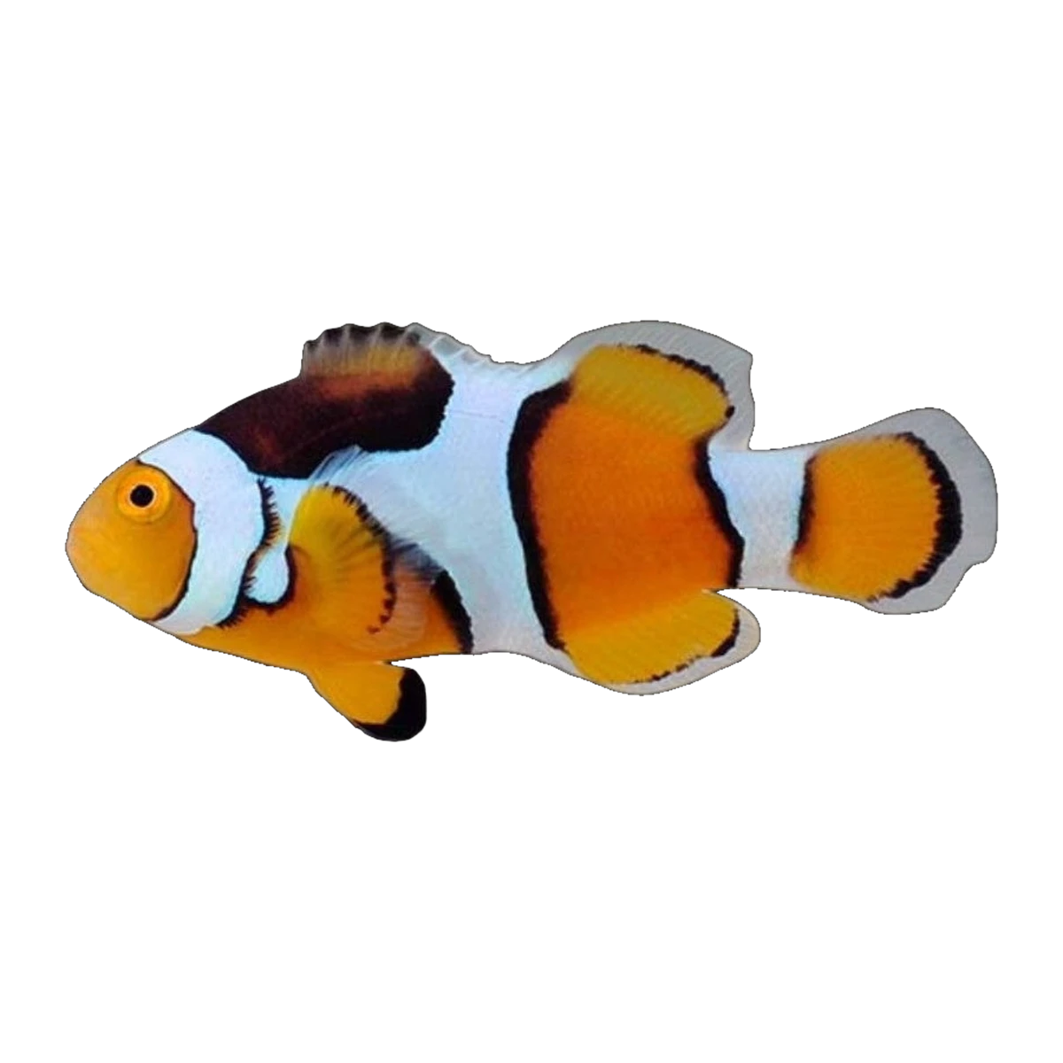 Percula Clownfish | Amphiprion percula