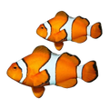 Percula Clownfish Wild Pair | Amphiprion percula