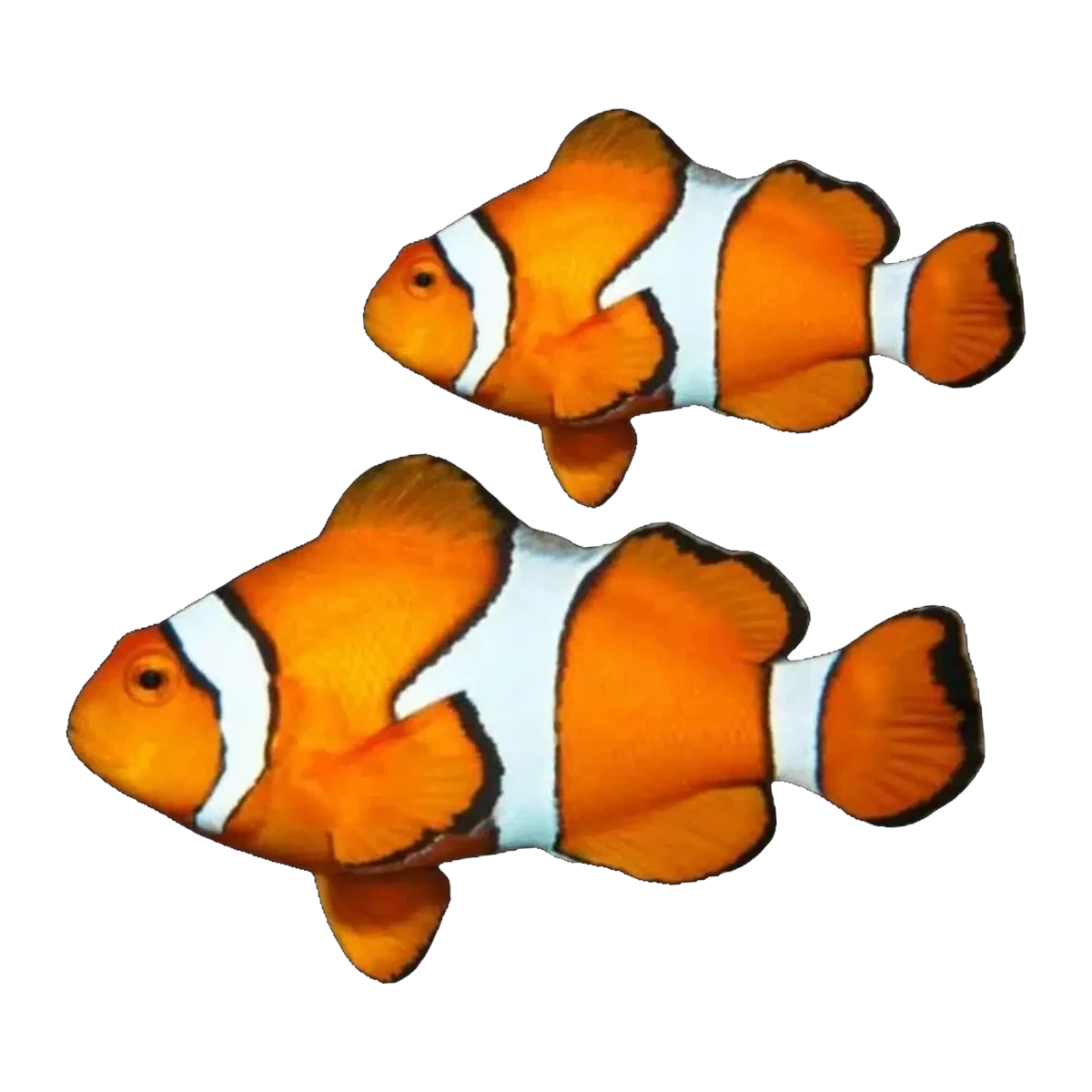 Percula Clownfish Wild Pair | Amphiprion percula