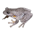 Peron's Tree Frog Pair | Pengilleyia peronii