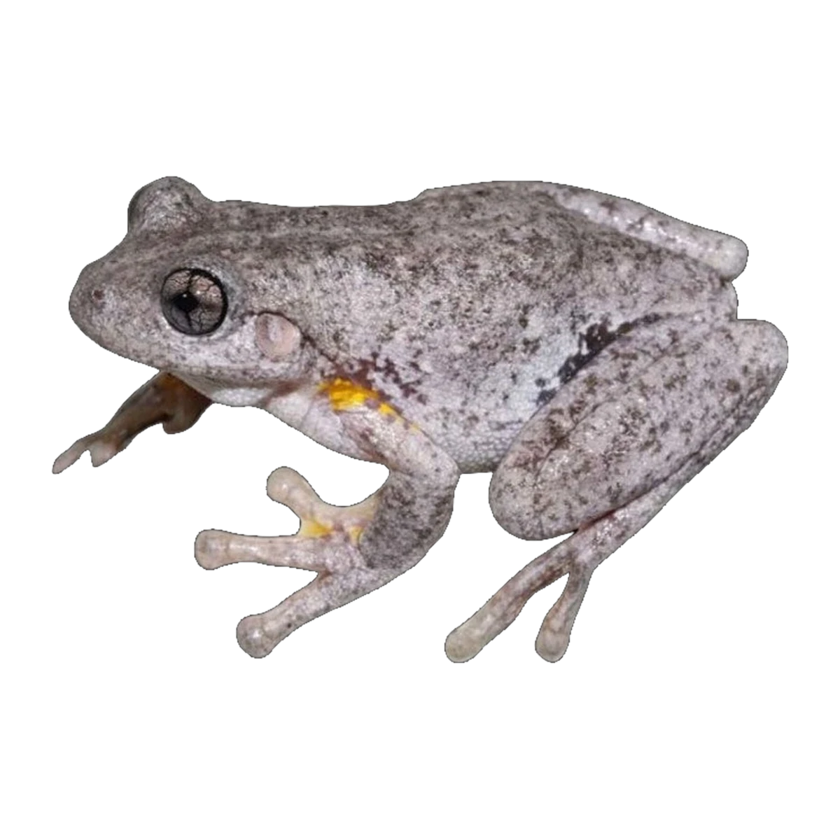 Peron's Tree Frog Pair | Pengilleyia peronii