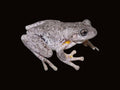 Peron's Tree Frog Pair | Pengilleyia peronii