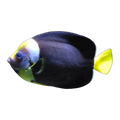 Personifer Angelfish Female | Chaetodontoplus meredithi