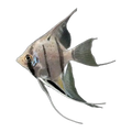 Peruvian Altum Angelfish