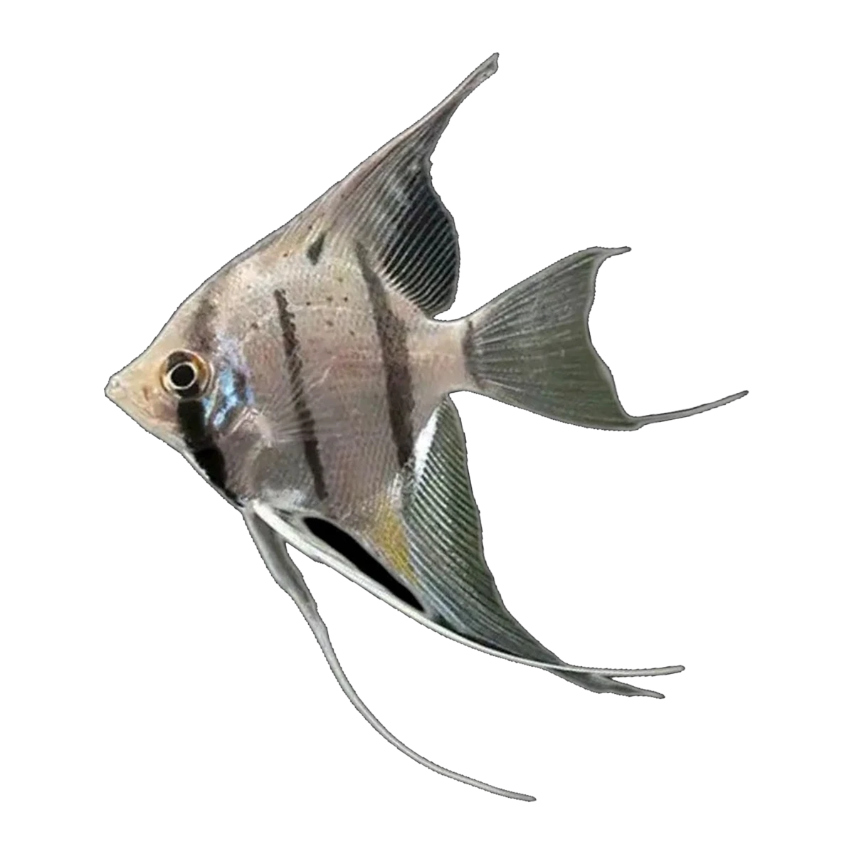 Peruvian Altum Angelfish