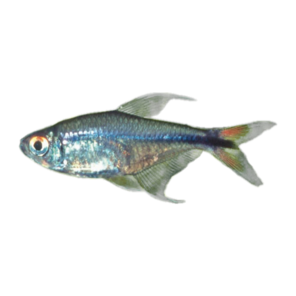 Phoenix Tetra | Hemigrammus filamentosus