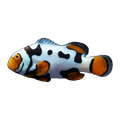 Picasso Percula Clownfish | Amphiprion percula