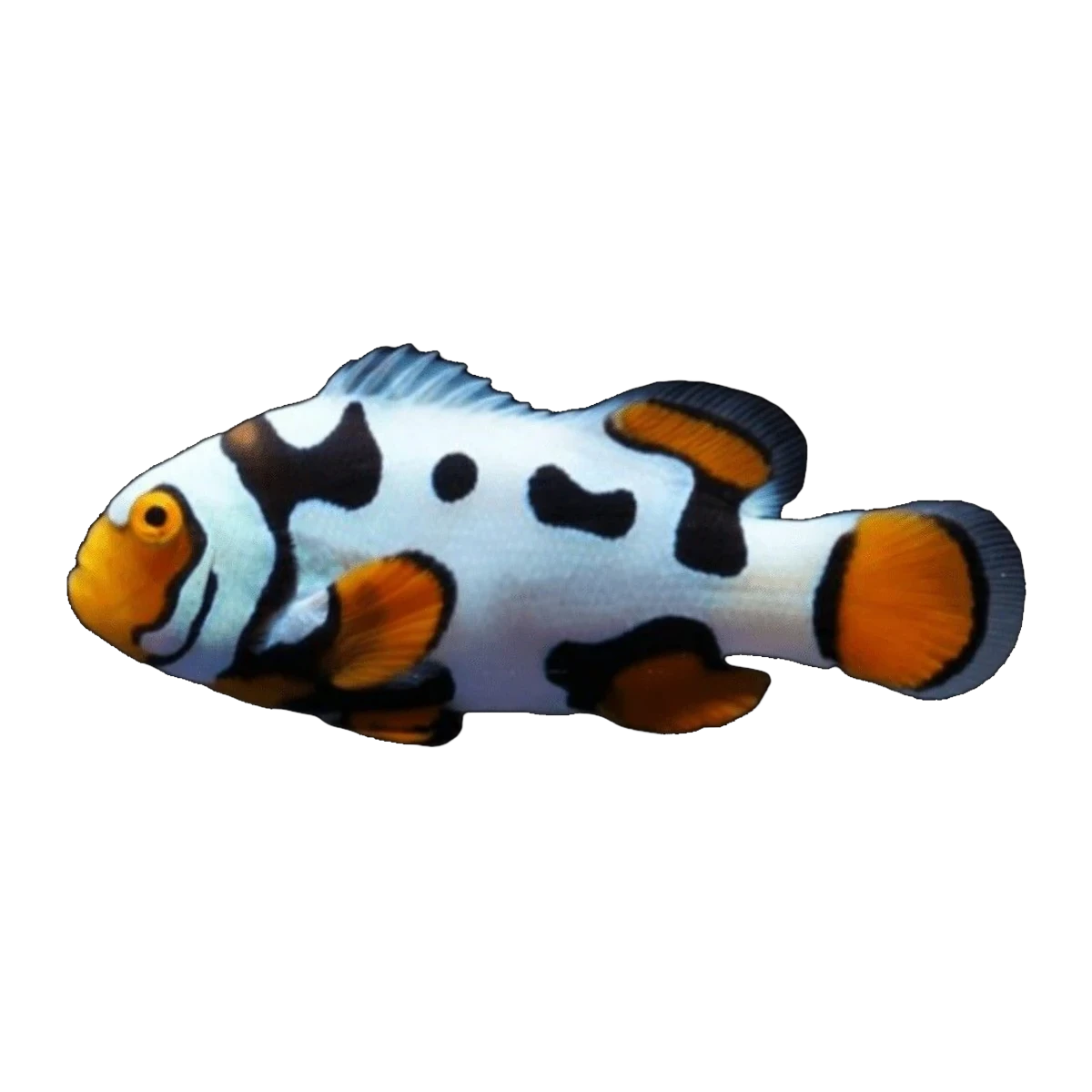 Picasso Percula Clownfish | Amphiprion percula