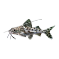 Pictus Catfish | Pimelodus pictus