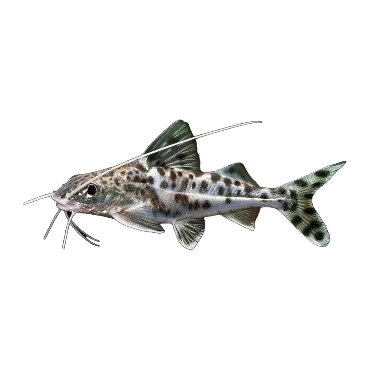 Pictus Catfish | Pimelodus pictus
