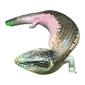 Pied Blue Tongue Skink | Tiliqua scincoides