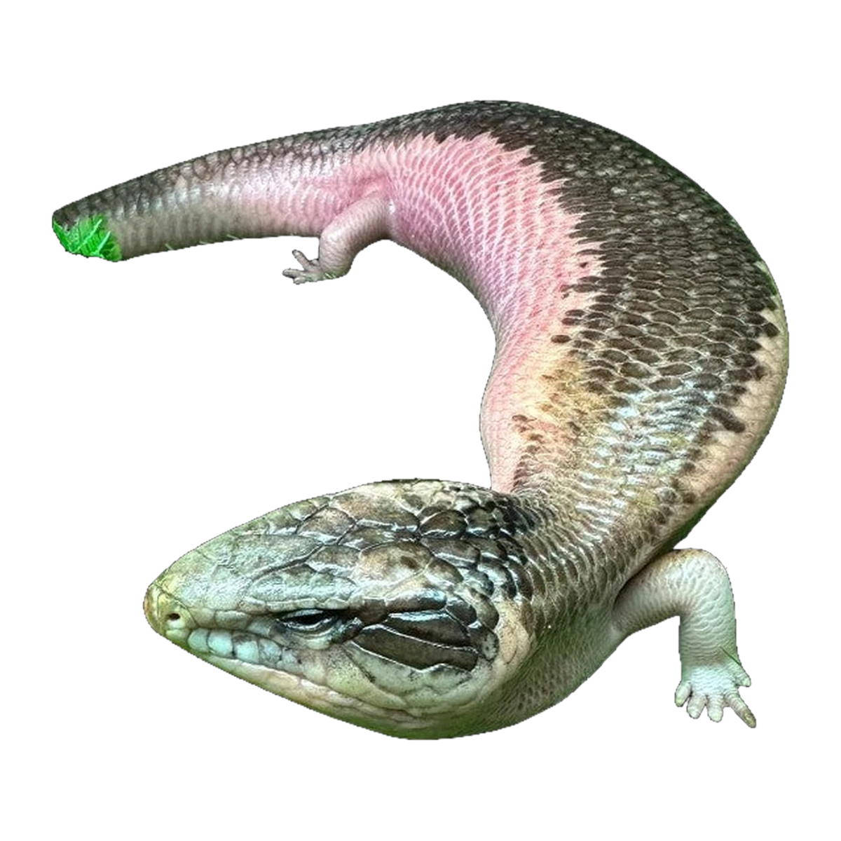 Pied Blue Tongue Skink | Tiliqua scincoides