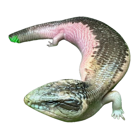 Pied Blue Tongue Skink | Tiliqua scincoides