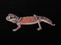 Pilbara Smooth Knob Tailed Gecko | Nephrurus levis pilbarensis