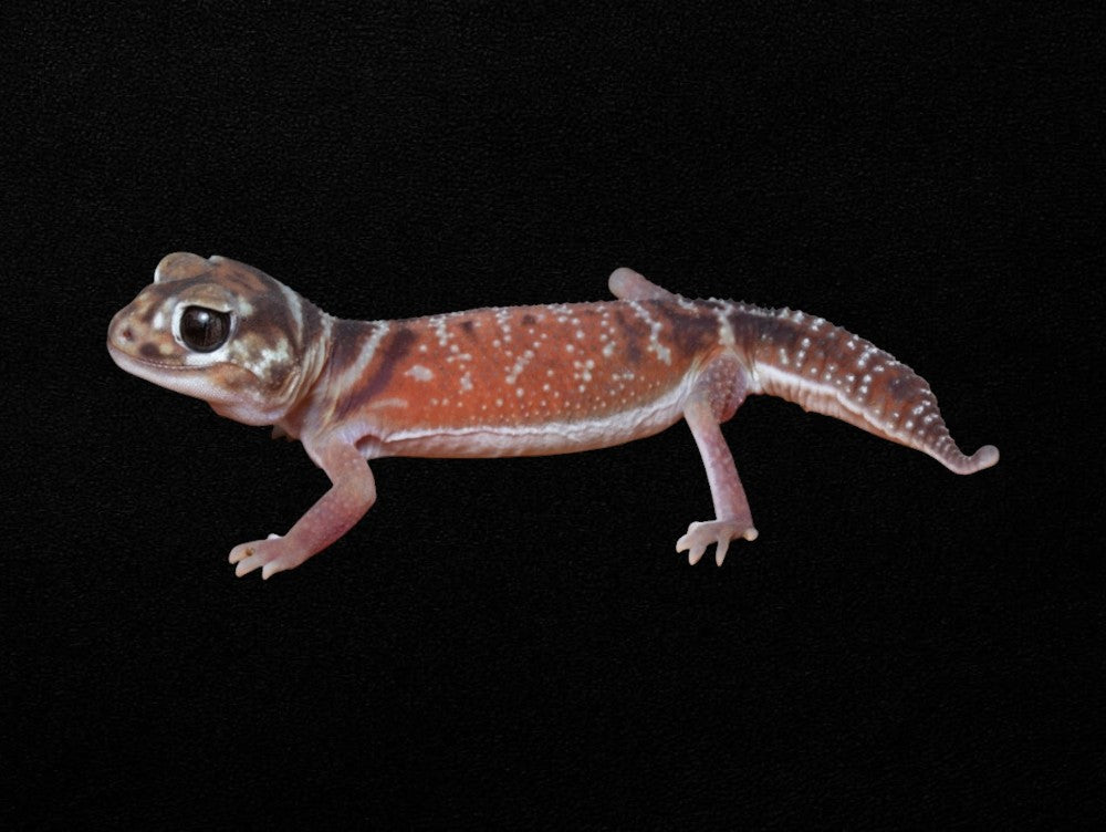 Pilbara Smooth Knob Tailed Gecko | Nephrurus levis pilbarensis