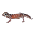 Pilbara Smooth Knob Tailed Gecko | Nephrurus levis pilbarensis