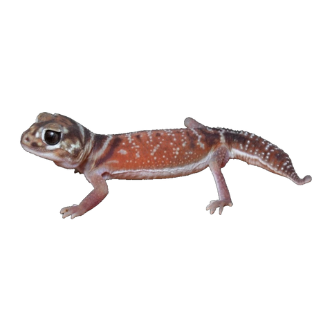 Pilbara Smooth Knob Tailed Gecko | Nephrurus levis pilbarensis