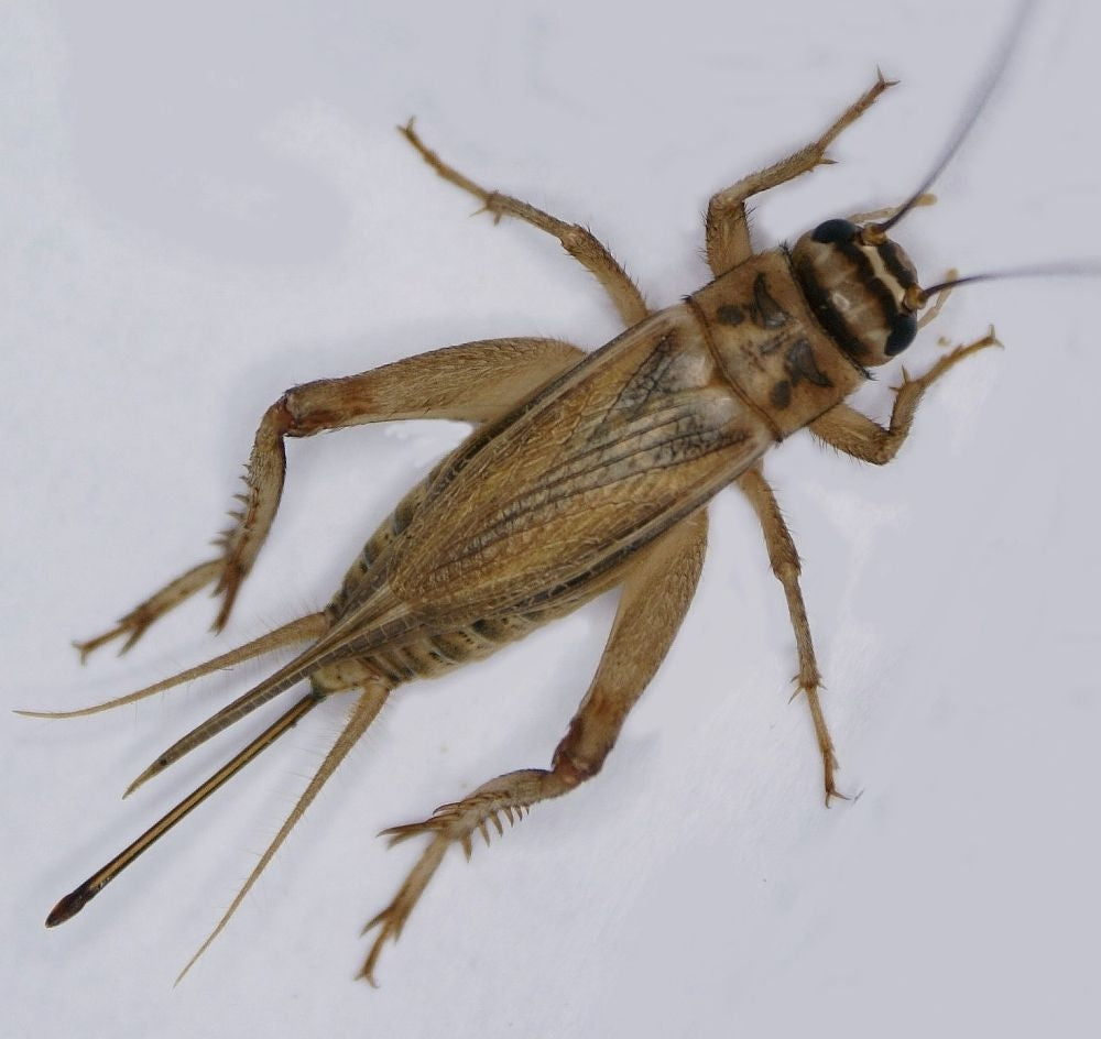 Pinhead Crickets