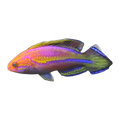 Pin Tail Fairy Wrasse | Cirrhilabrus isosceles