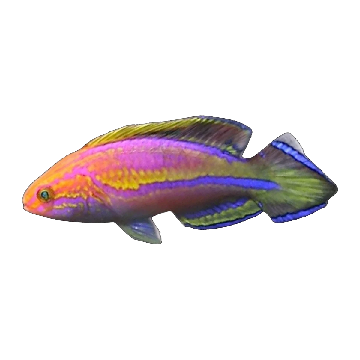 Pin Tail Fairy Wrasse | Cirrhilabrus isosceles