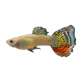 Pineapple Guppy Male | Poecilia reticulata
